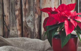 Christmas poinsettia isolated on the vintage wooden background.