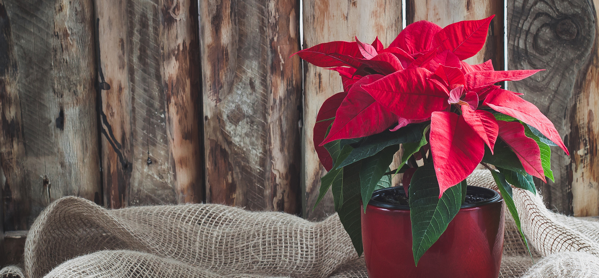 Christmas poinsettia isolated on the vintage wooden background.