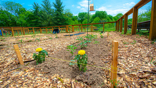 The flowers in the stephens valley community garden