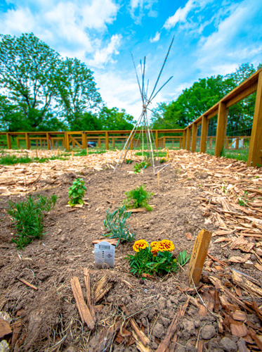 The community garden in stephens valley