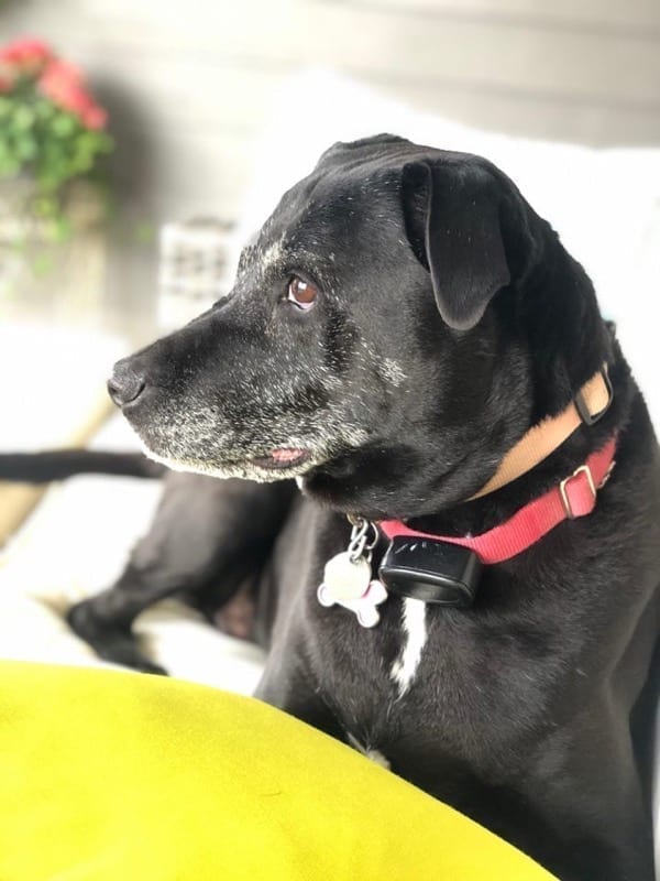 A black dog sitting sitting in a bed