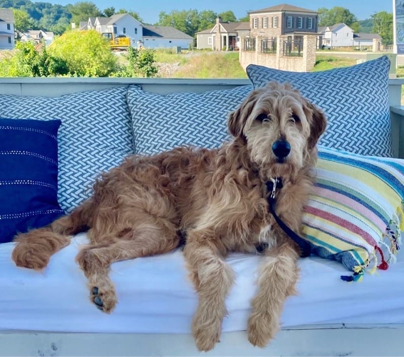 A dog laying on a couch outside