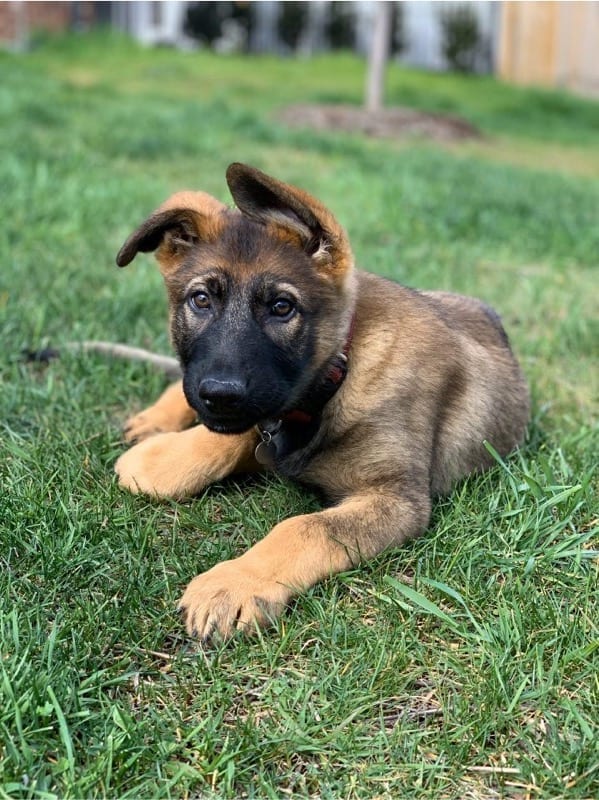 A puppy german shepherd lying in grass