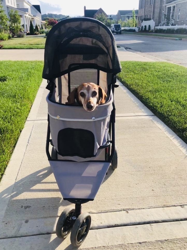 A dog in a stroller in stephens valley