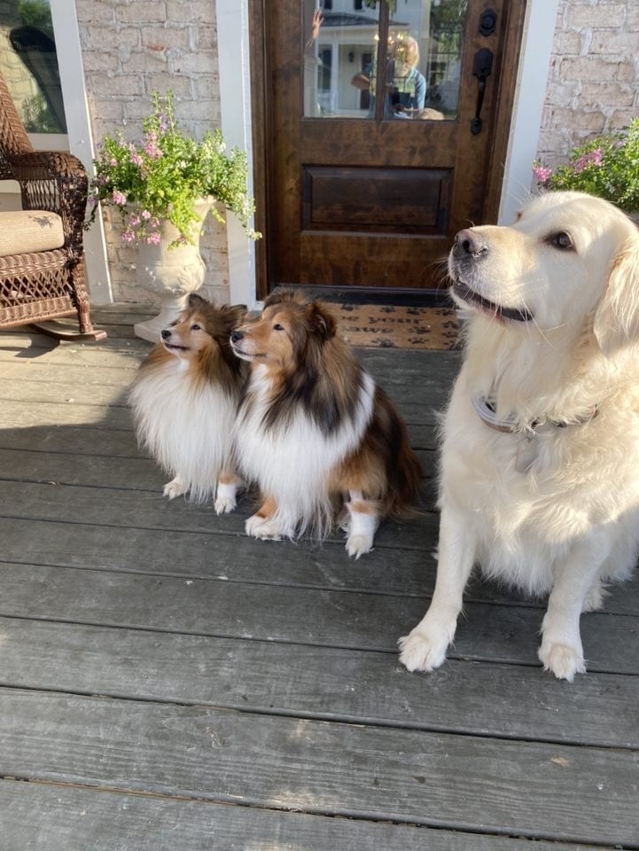 Two border collies and a golden retriever