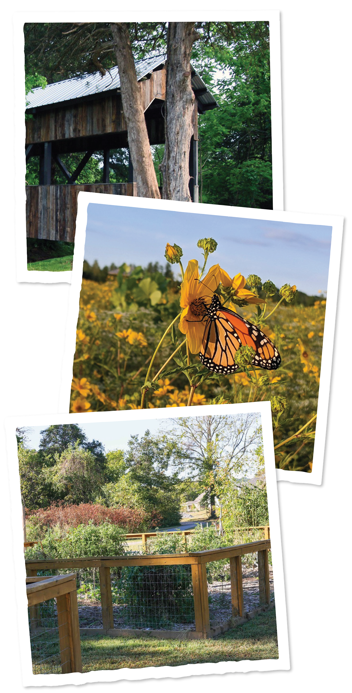 Images_AboutStewardship-03 Three photos. One showing a tree in stephens valley. One showing a monarch butterfly on a flower. One showing the community garden in stephens valley.