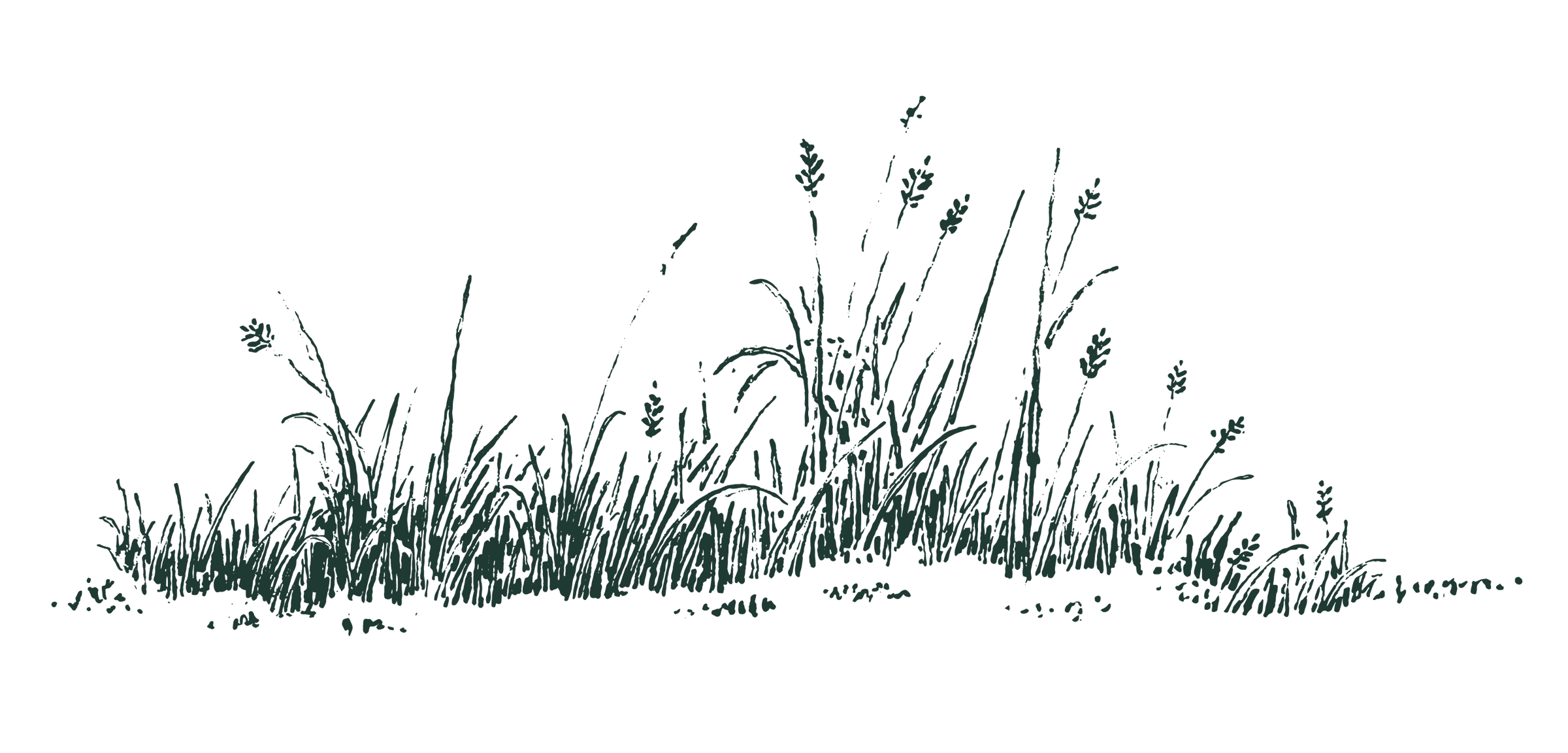 Images_Events-04 A hand drawn graphic of grass