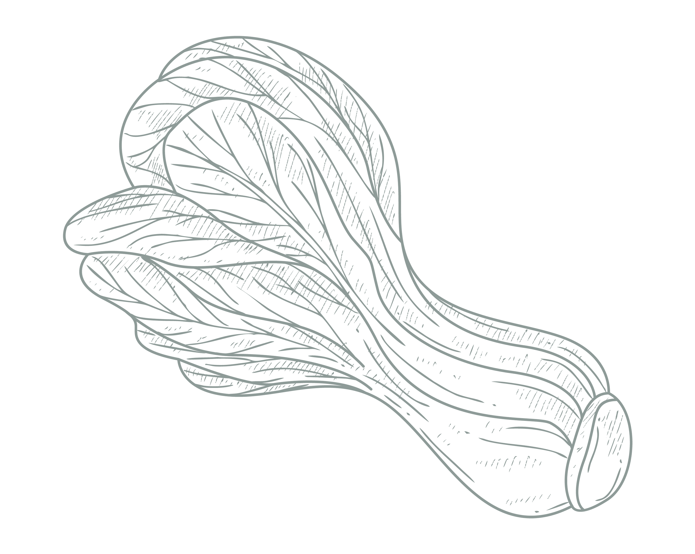 Images_LifestyleAmenities-15 A hand drawn graphic of lettuce