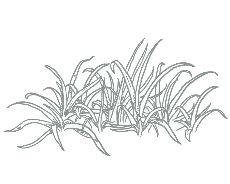 A hand drawn graphic of grass