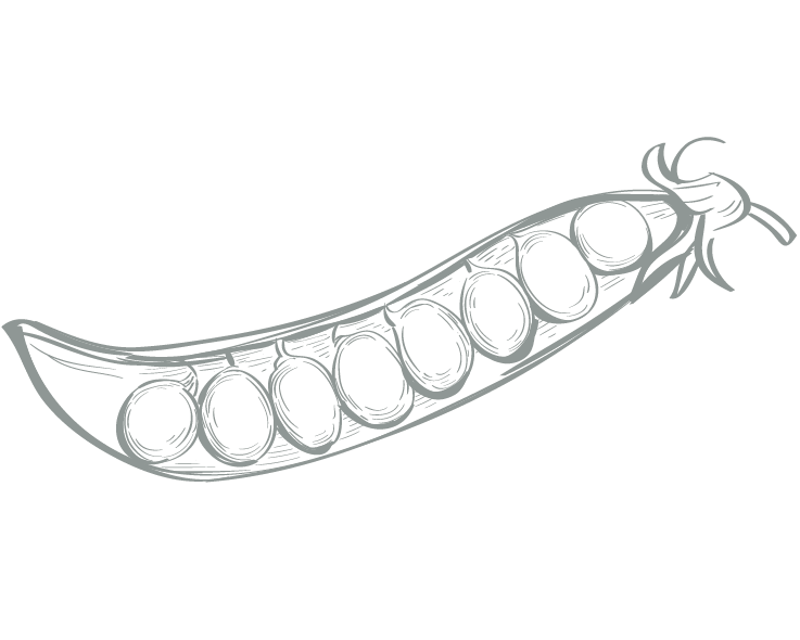 A hand drawn graphic of peas in a pod