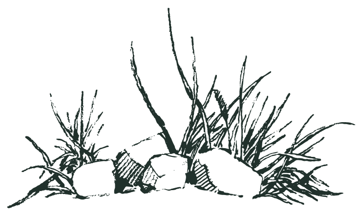 Images_SVWest-16 A hand drawn graphic of rocks and grass
