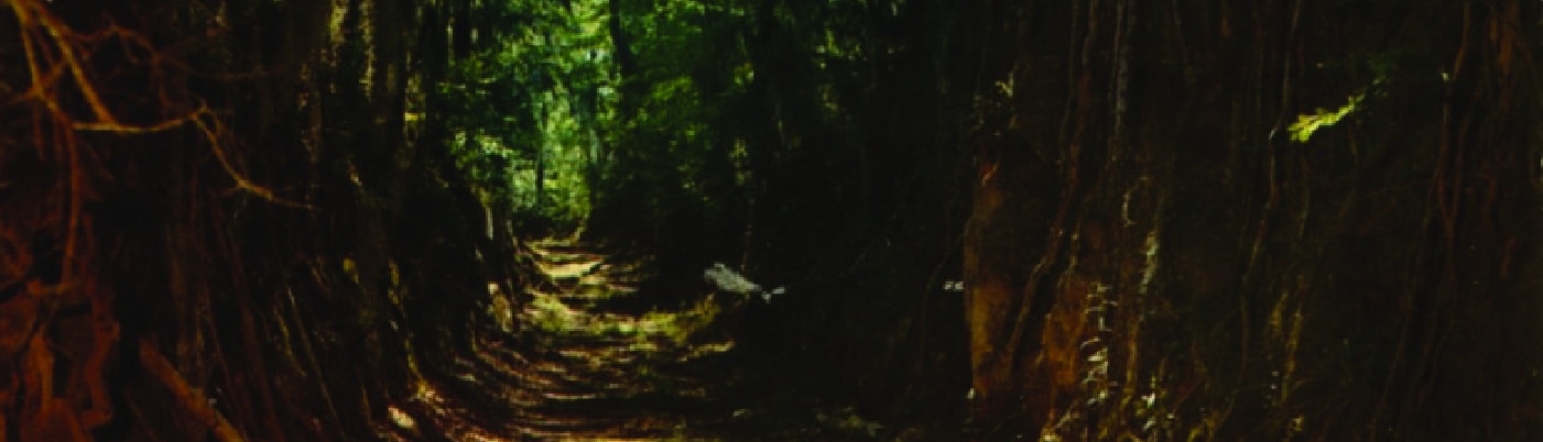 A painting of a dark forest