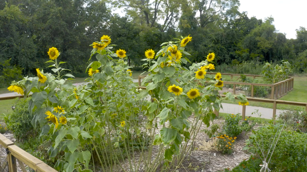 Sunflowers at stephens valley community garden