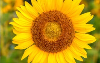 A sunflower in Stephens Valley