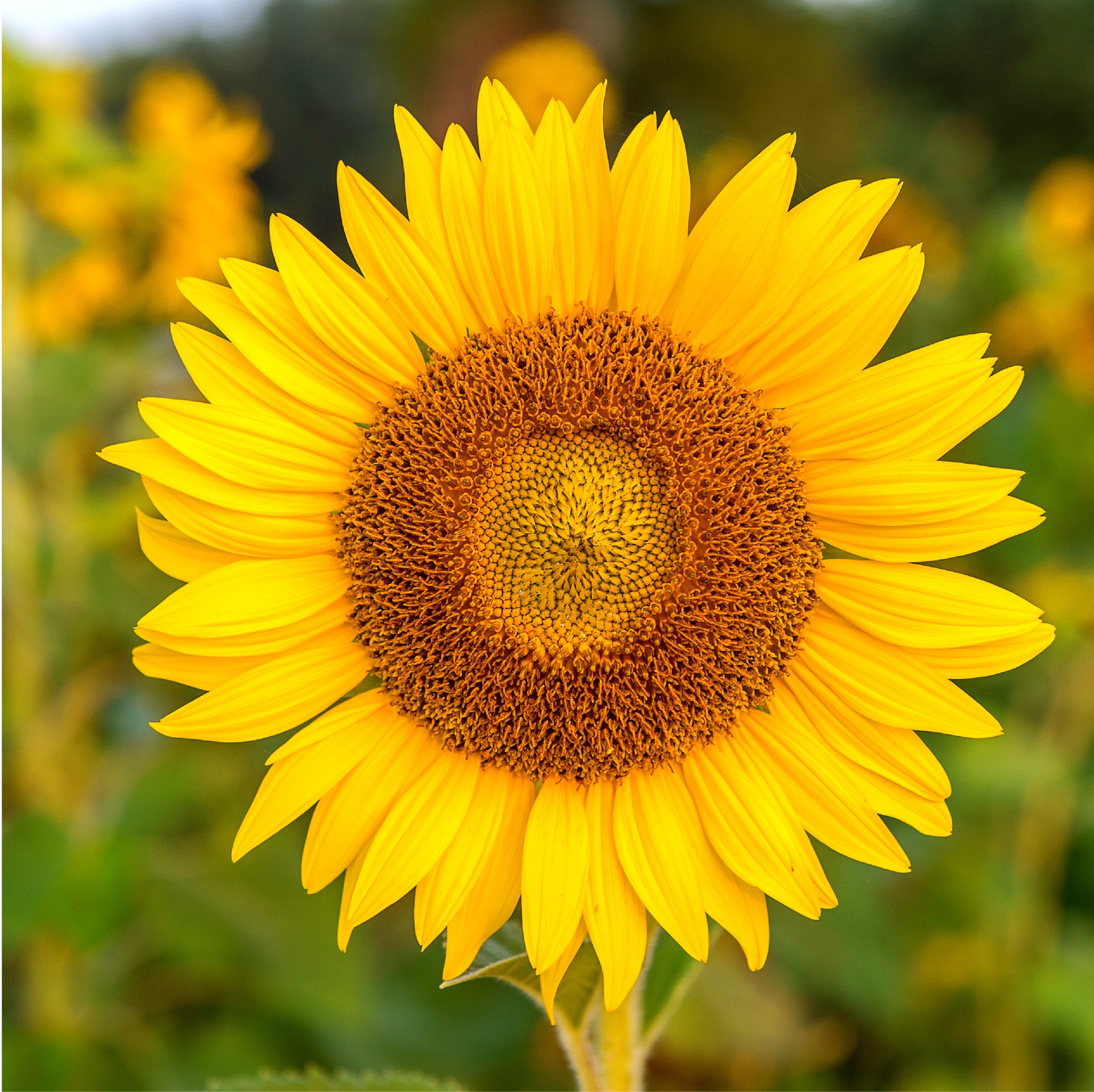 Bees_Amenities1.jpg A close up of a sunflower