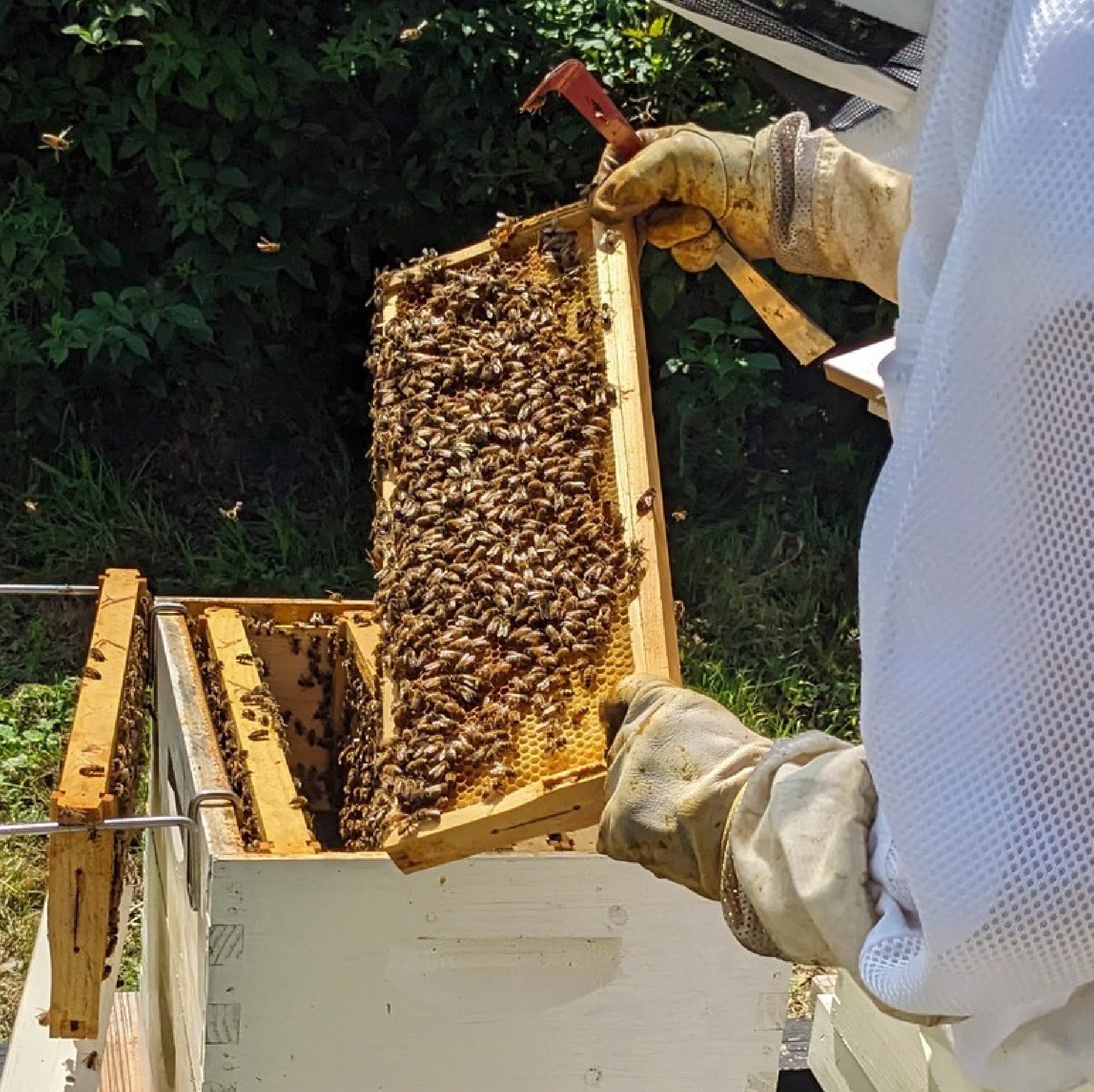A bee keeper working in a bee habitat
