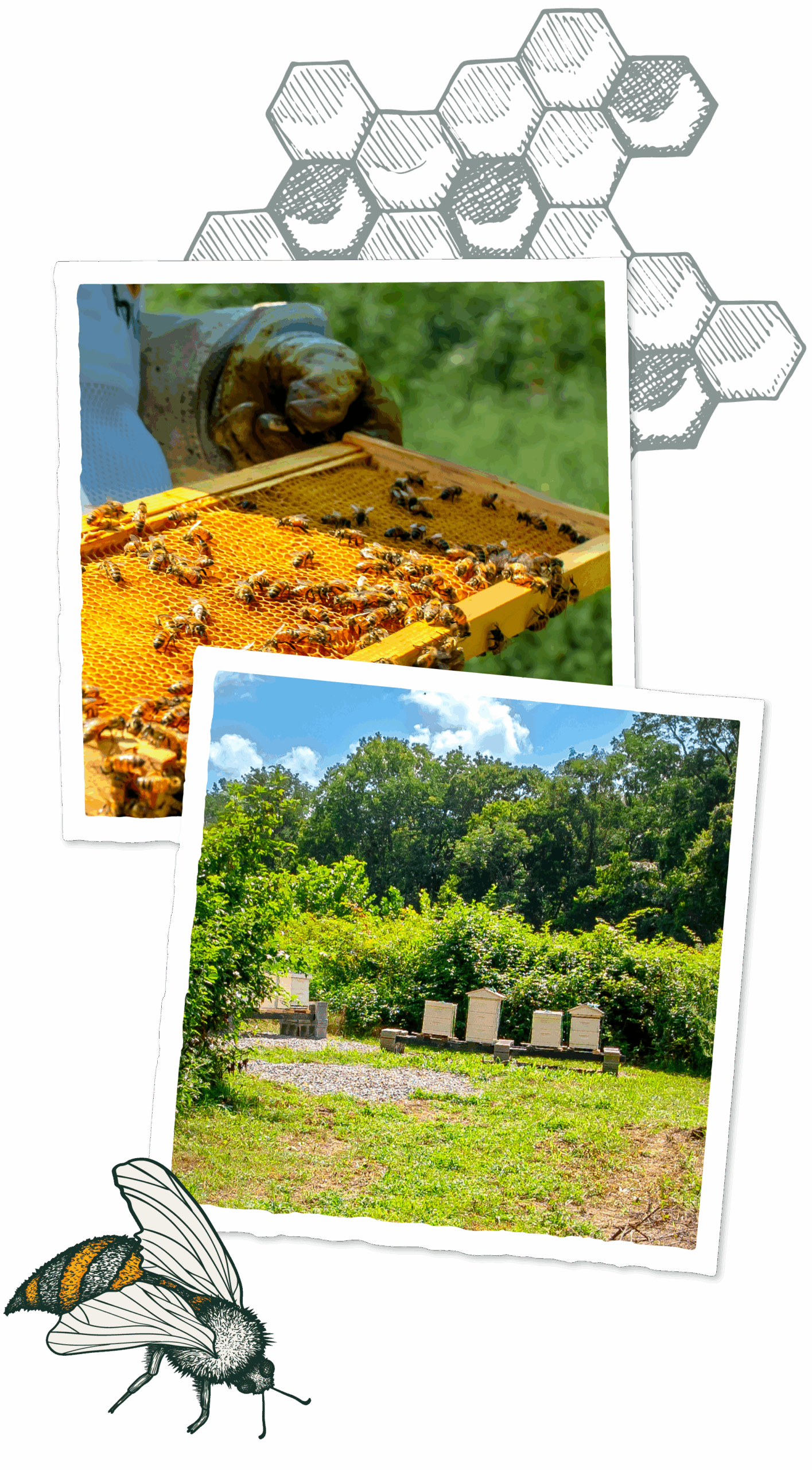Bees_Amenities5 A collage of images, one showing a bee keeper, one showing a bee habitat, one showing a bee