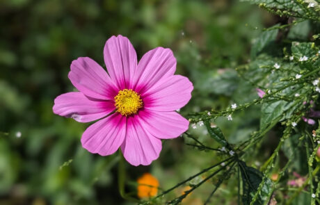 A pink flower in the community garden in stephens valley