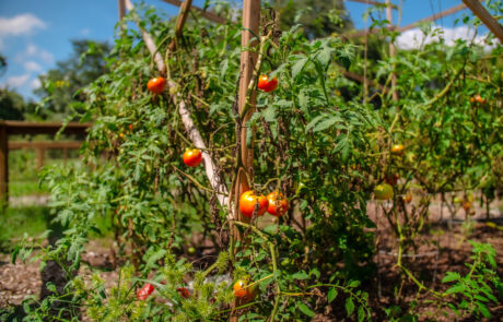 Tomatoes in the stephens valley community garden
