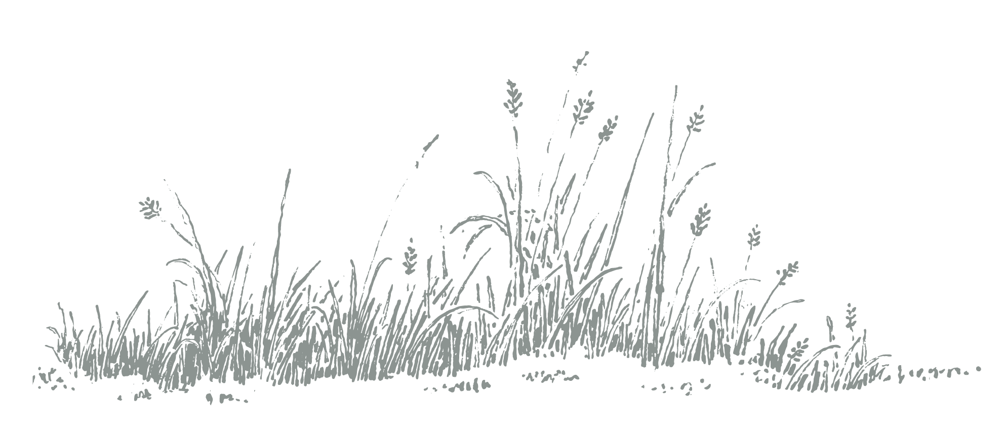 grass Hand drawn graphic of grass